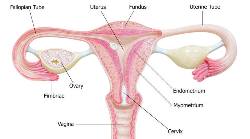vagina-menopause-harley-street-emporium