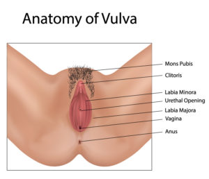 vagina-anatomy-halrey-street-emporium