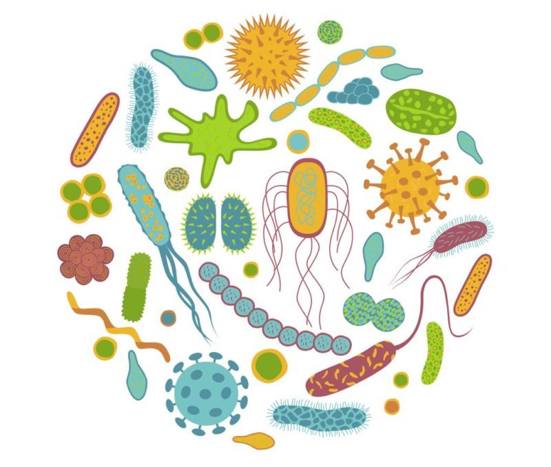 The Gut Brain Axis and Probiotics