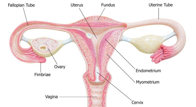 vagina-hrt-progesterone-harley-street-emporium