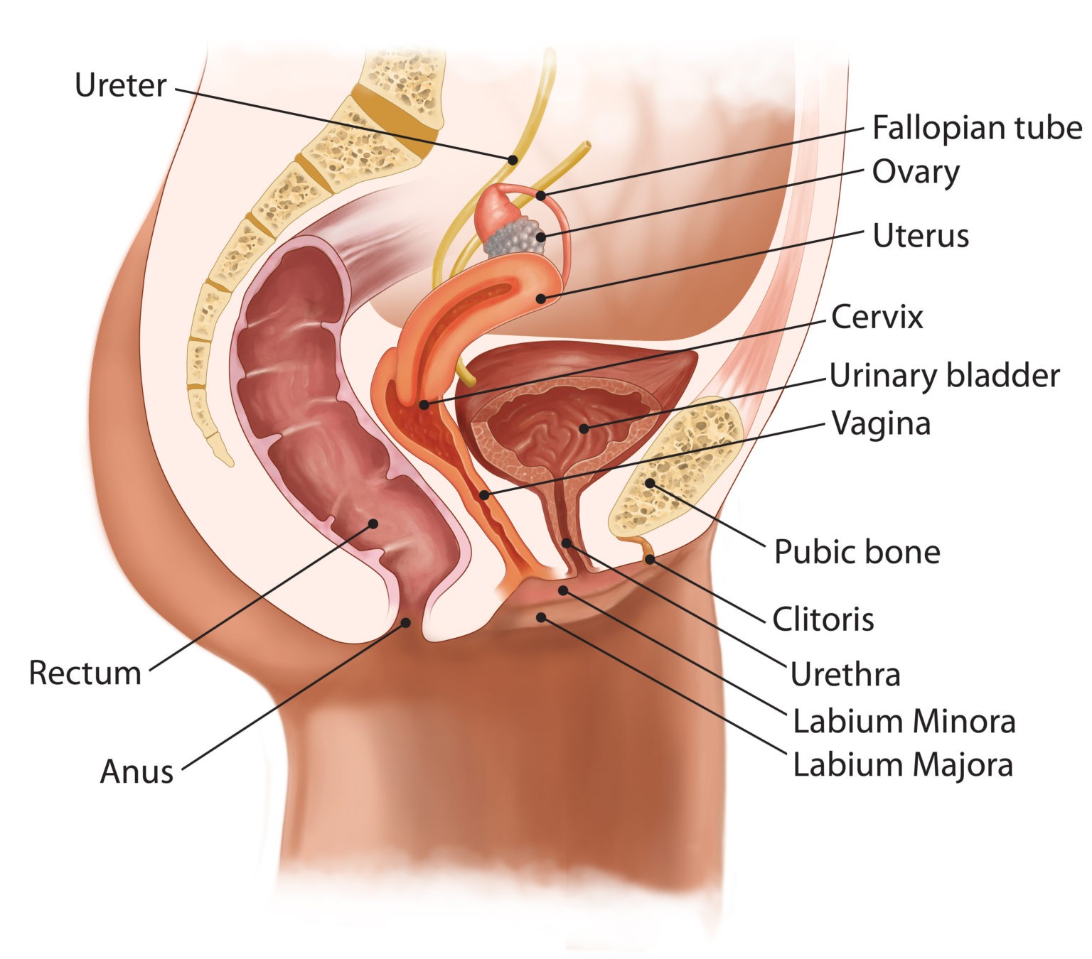 Анатомия матка и мочевой пузырь